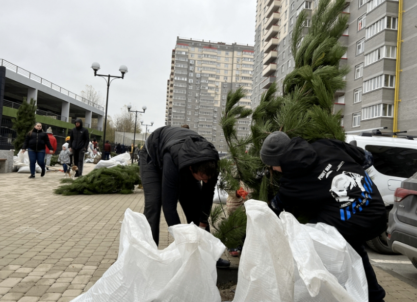 В ЖК «Сокол Градъ» высадили сосновую аллею и открыли футбольное  поле