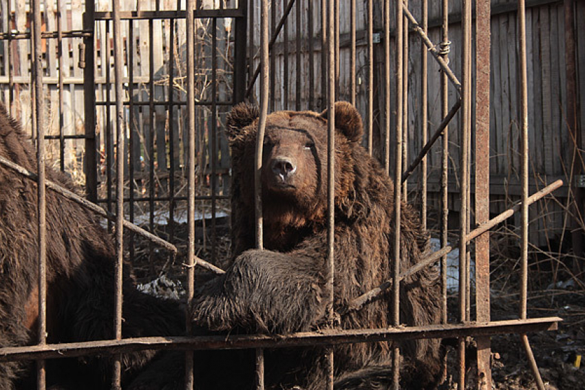 Владелец базы в Ростовской области, где медведь откусил ребенку руку, предстанет перед судом