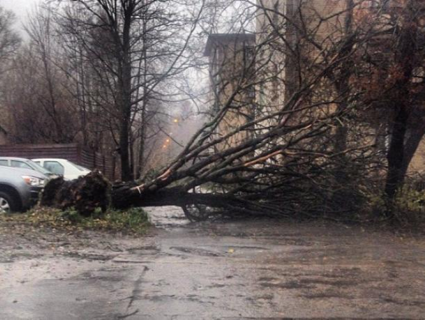 Упавшее дерево в центре Ростова перегородило проезжую часть