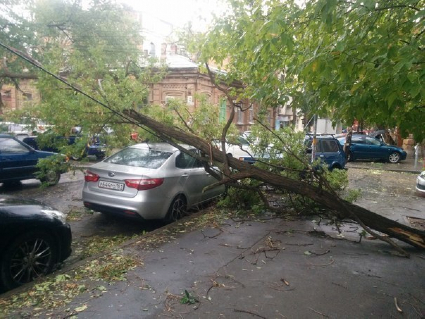 В Ростовской области двух человек придавило упавшими деревьями