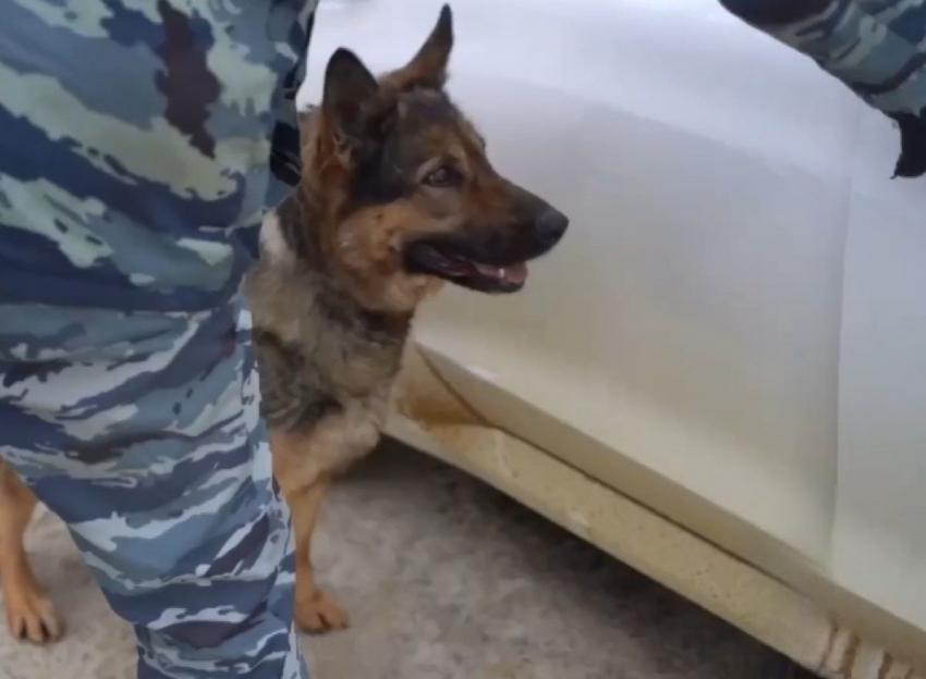 Служебная овчарка «сдала» ростовчанина-курьера с 5 кг «соли» под Липецком