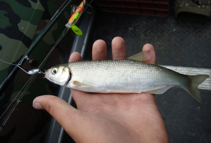 В Ростовской области браконьер ловил рыбу, занесенную в Красную Книгу 