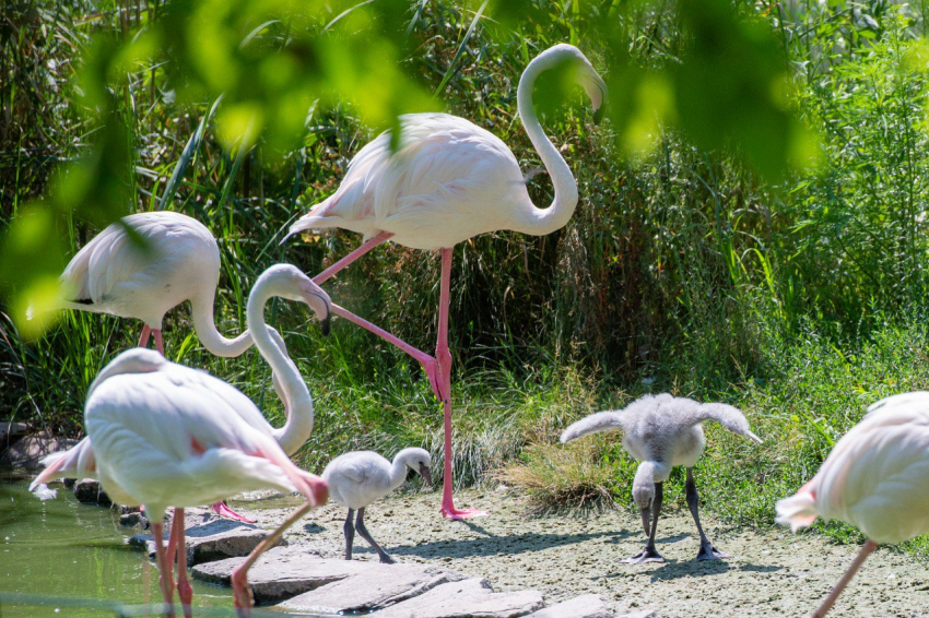 В зоопарке Ростова-на-Дону на свет появились четыре птенца розовых фламинго