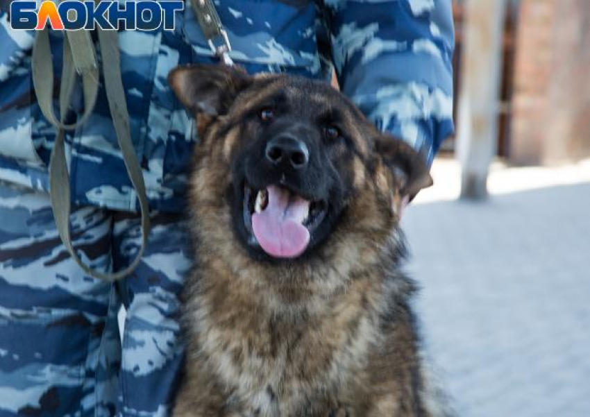 «Собаки — они как дети, без любви с ними нельзя»: репортаж из центра, где готовят четвероногих полицейских