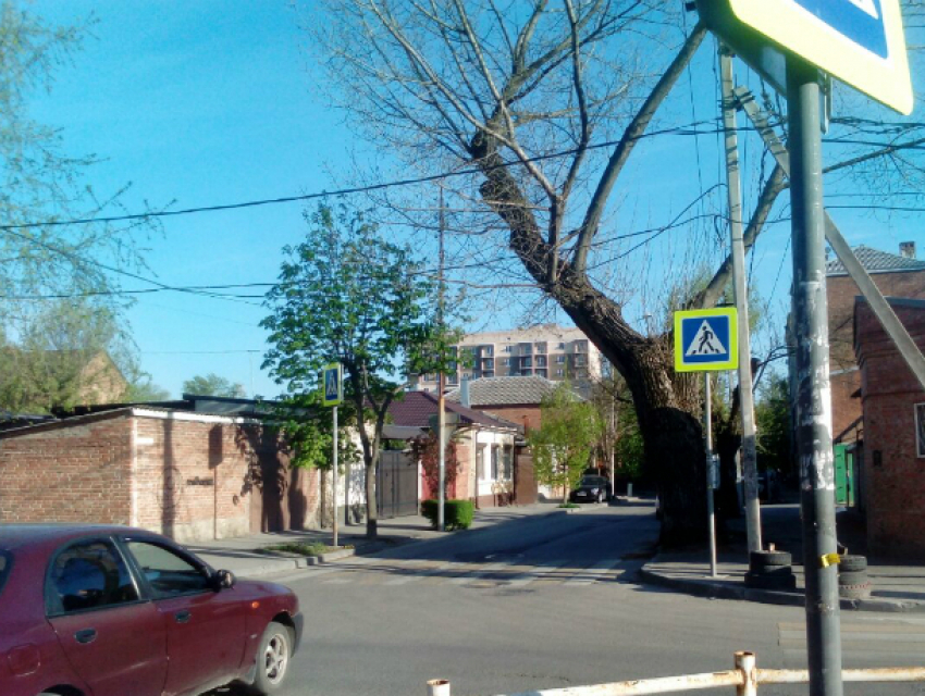 Забытое чиновниками смертельно опасное дерево «закошмарило» ростовчан в Пролетарском районе 