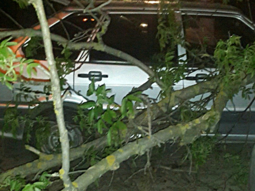 Большое дерево рухнуло на машины во дворе жилого дома в Ростове