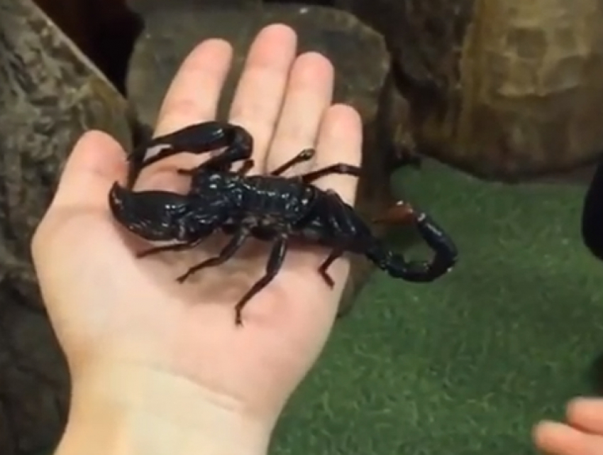 Опасные игры с черным скорпионом в Трогательном зоопарке Ростова попали на видео