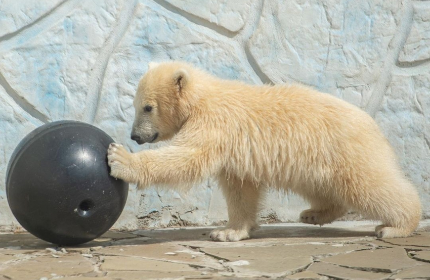 В ростовском зоопарке определили пол белого медвежонка