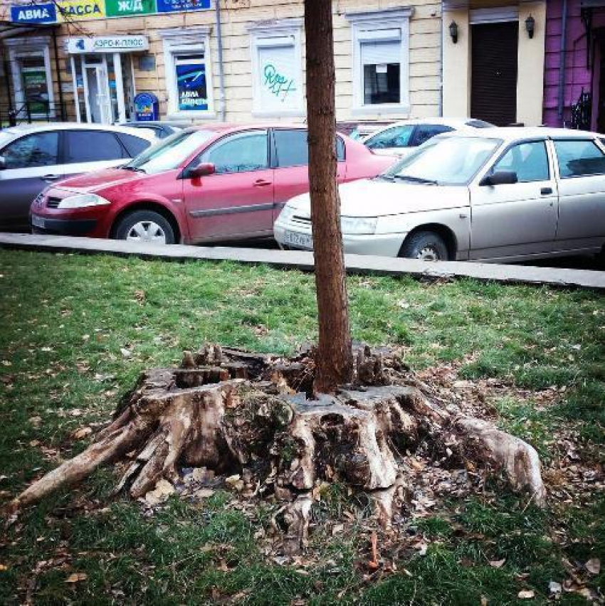 Ростовчан поразило необычное дерево, которое выросло на остатках старой акации