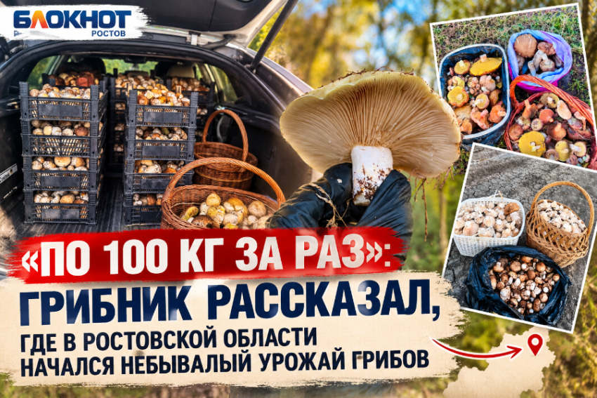 «По 100 кг за раз»: грибник рассказал, где в Ростовской области начался небывалый урожай грибов