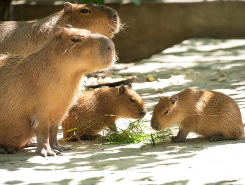 В зоопарке Ростова родились малыши у семейства капибар
