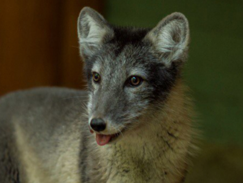 Пушистые песцы и лисы переехали в ростовский зоопарк