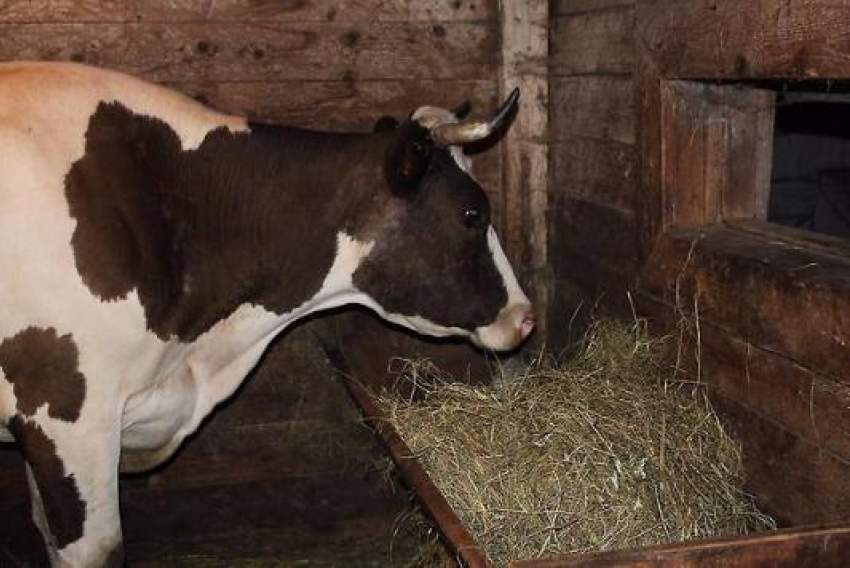 В Веселовском районе у коров  украли кормушки 