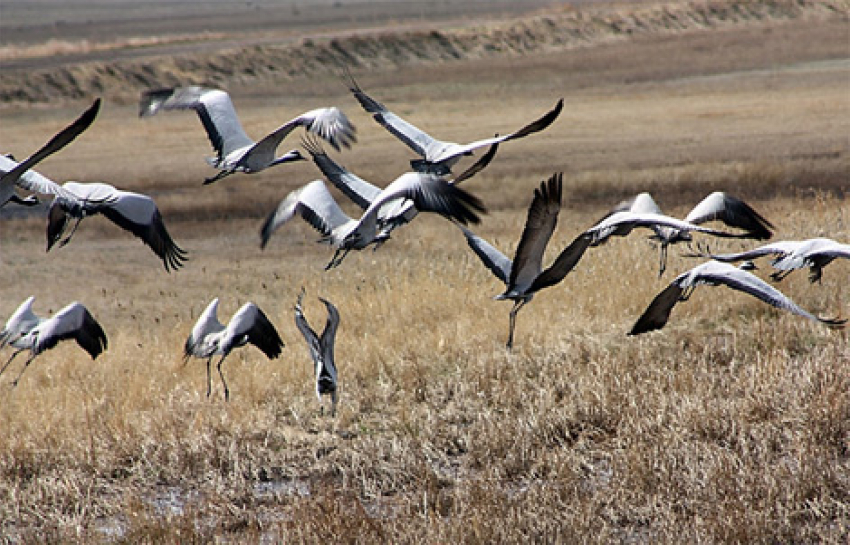 Жители Дона посчитают журавлей во время всемирной акции