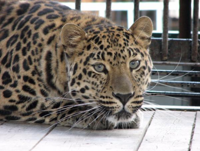 Самка леопарда Эльфа из Ростова осваивается в Хабаровске