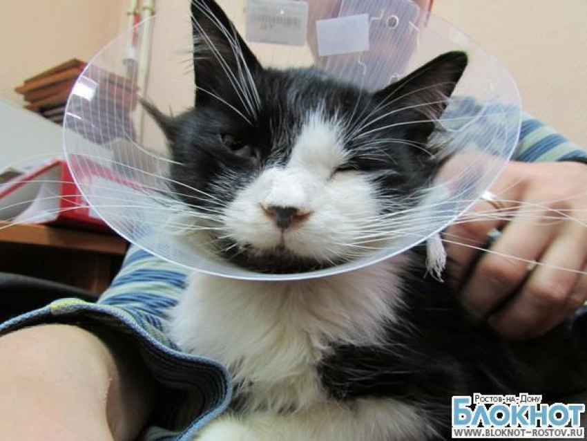 Московские ветеринары восстановили раздробленную челюсть коту из Ростовской области