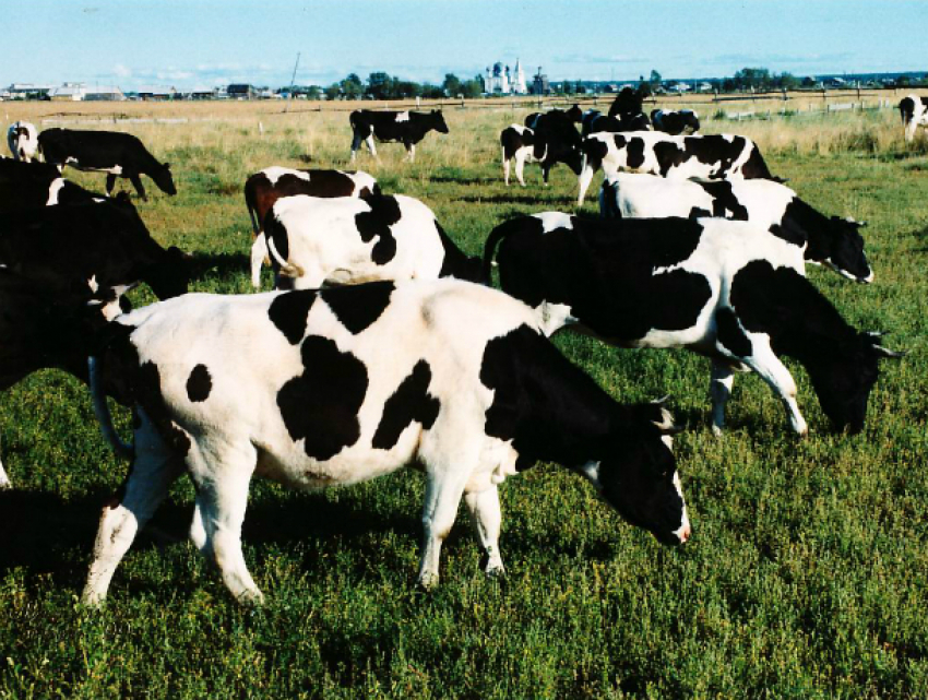Опасное для людей заболевание обнаружили у коров в хуторе Ростовской области: введен карантин