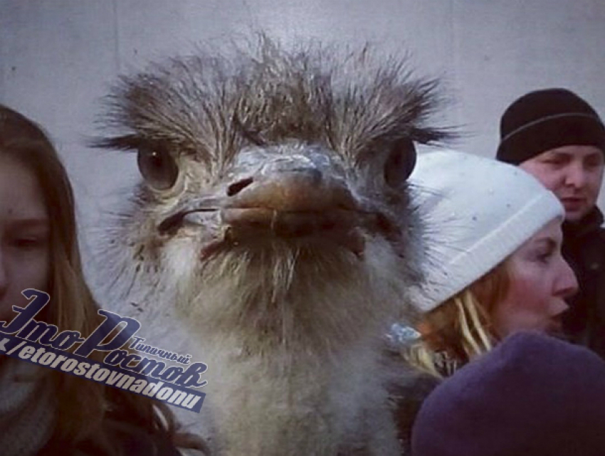 Замученный на масленичных гуляниях страус попал на видео и вызвал жалость у ростовчан