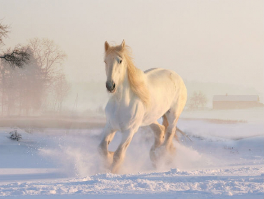 Ощутить ветер в волосах и попробовать себя в конном спорте смогут жители Ростовской области