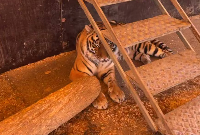 Тигрица, устроившая переполох в цирке, отдыхает после выступления в Ростове