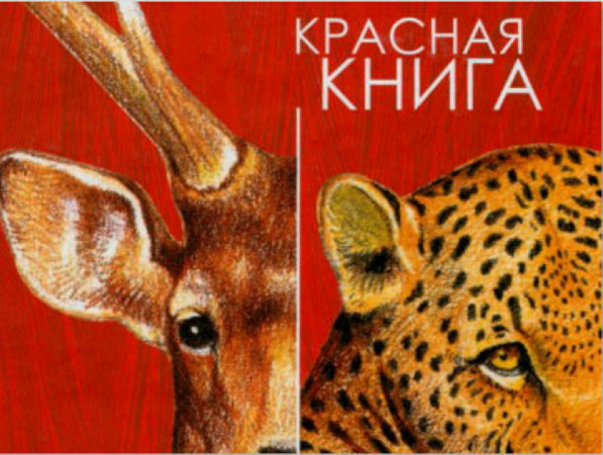 Прокуратура лишила циничных ростовских дельцов бизнеса по продаже животных из Красной книги