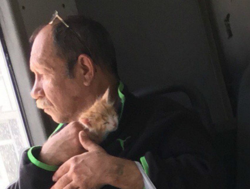Пассажир с рыжим котенком поднял настроение и веру в человечность жителям Ростова