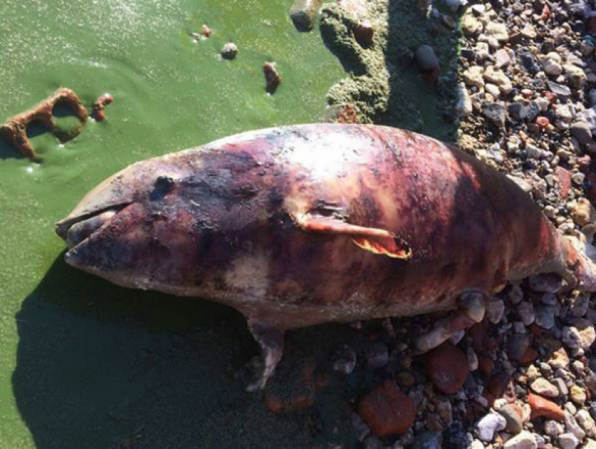 Мертвого детеныша дельфина обнаружили на грязном берегу Азовского моря под Ростовом