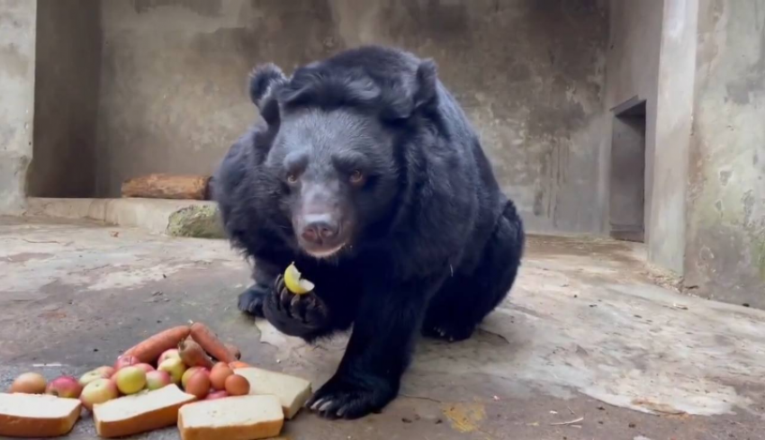 О подготовке медведей к спячке рассказали в ростовском зоопарке