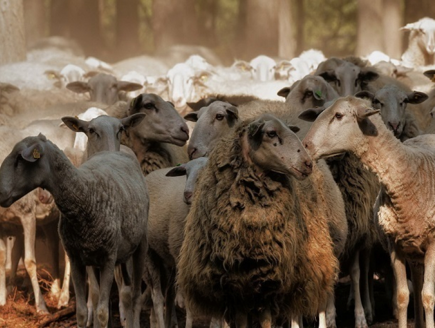  Из-за отсутствия документов при перевозке отару овец отправили на карантин в Ростовской области 