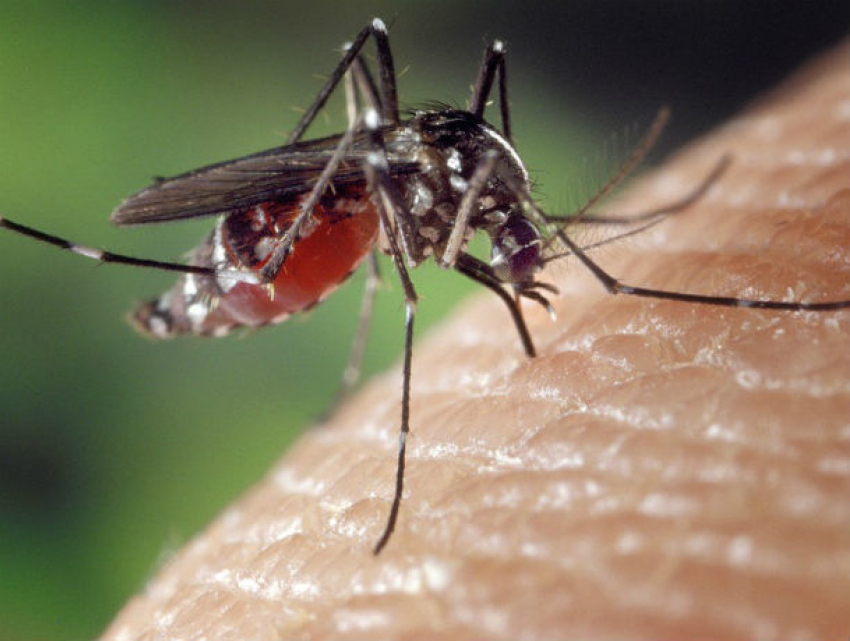 Закрывающие свет тучи зеленых комаров атаковали жителей Таганрога