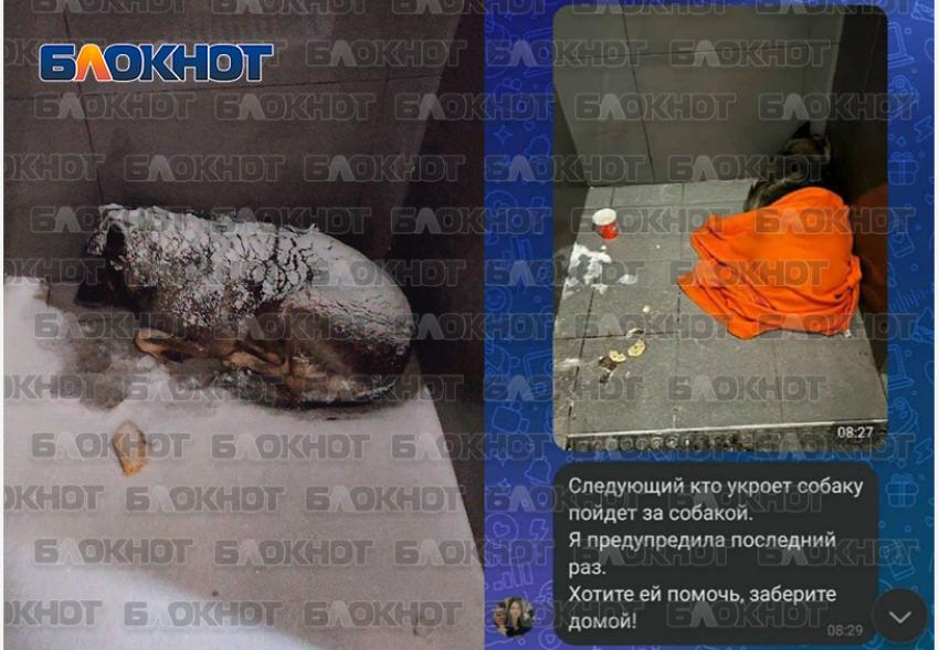 Уволенный из пиццерии курьер за спасение собаки от холода может оказаться в Ростовской области, и забрать любимца из приюта