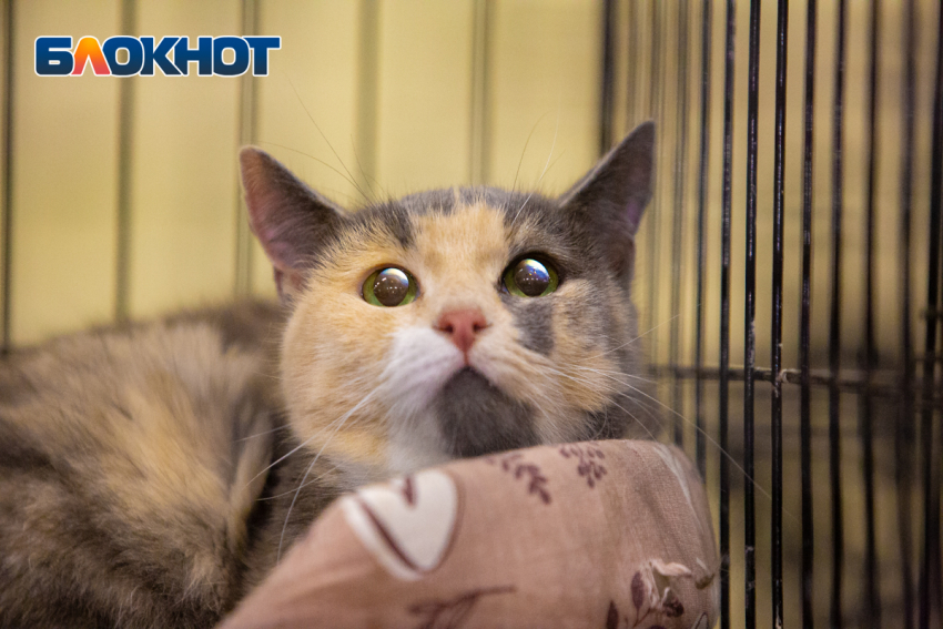 В Ростове в воскресенье воздух прогреется до +24 градусов