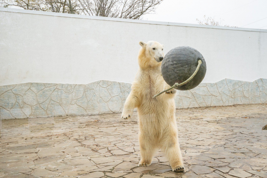 В Ростовском зоопарке рассказали, почему вынуждены отдать Айку в Казахстан
