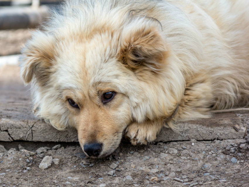 Проблему бездомных собак честно признал губернатор в Ростове
