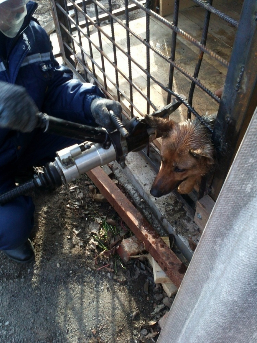 Донские спасатели помогли собаке вытащить голову из решетки