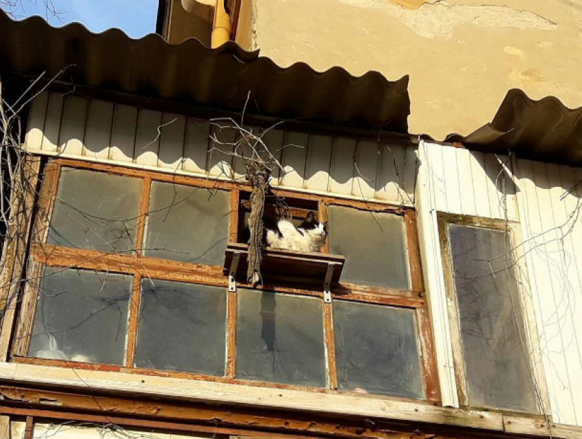 Уютным приспособлением для кота-«наблюдателя» заботливый хозяин порадовал жителей Ростова