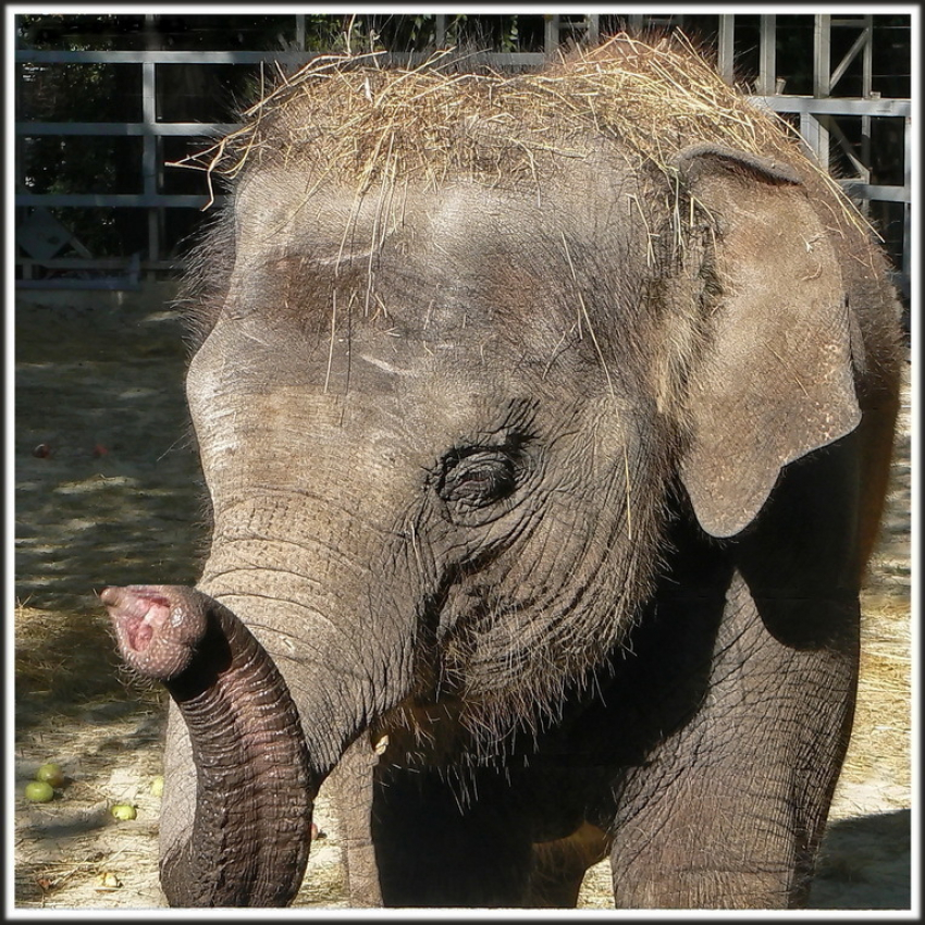 В зоопарке Ростова прошло показательное кормление слонов