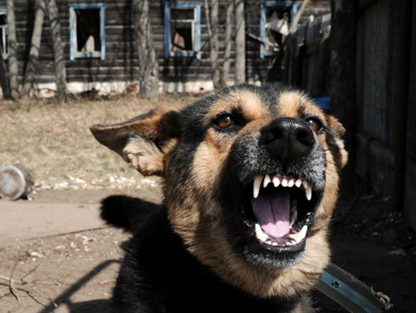 Агрессивная бездомная собака порвала запоздалую прохожую на темной улице Ростова