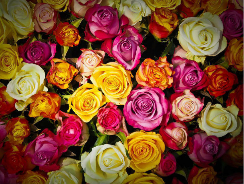 Романтично настроенный вор вынес дневную выручку из цветочного магазина в Ростове