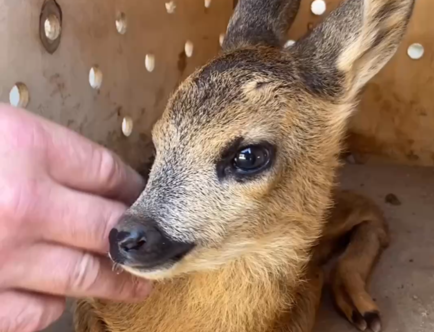 В донской парк перевезли спасенного из Луганска косуленка