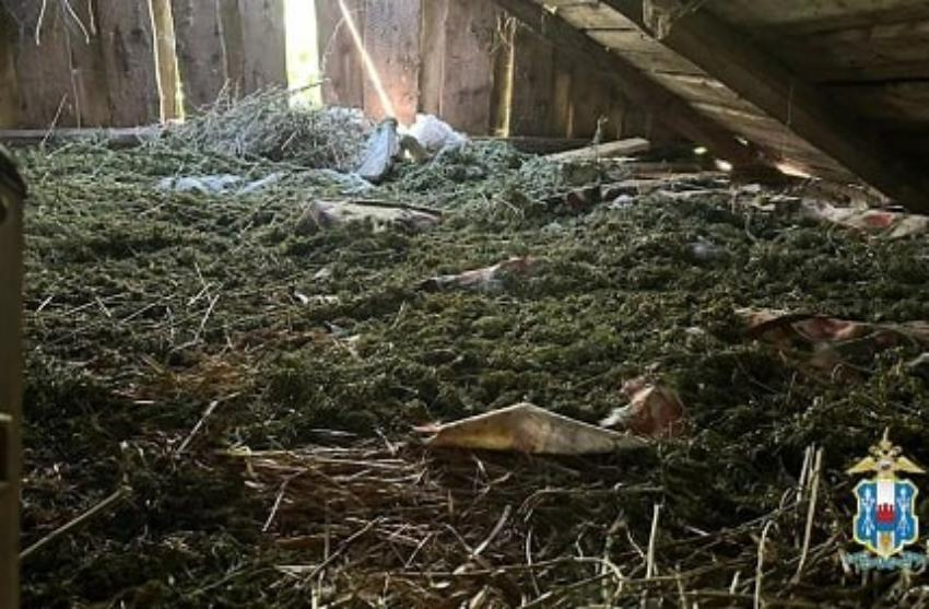 Выращивали сами: более 60 кг марихуаны полиция нашла дома у двух дончан