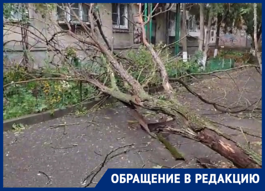 Сильный шторм сломал дерево и выполнил работу ростовских коммунальщиков