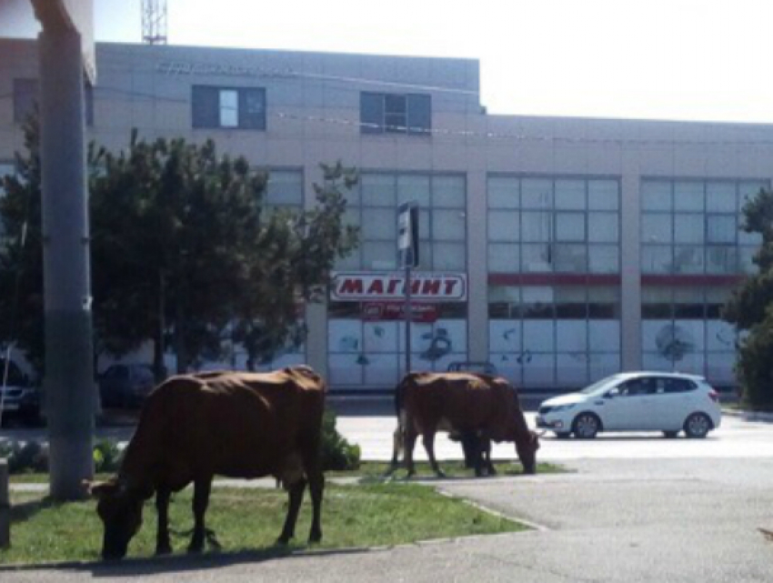 Объедающее клумбы и газон в центре города стадо коров рассмешило ростовчан