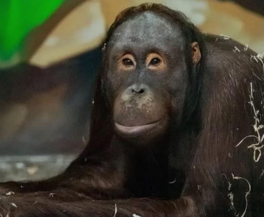Орангутан Цезарь в ростовском зоопарке отпраздновал свой юбилей