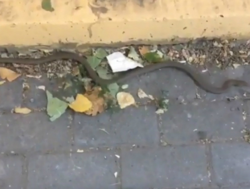 Метровая змея напугала ростовчан в центре города