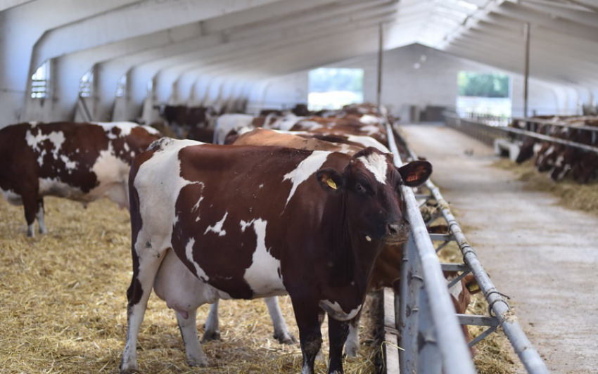 Компания экс-губернатора Кубани построит в Ростовской области молочную ферму