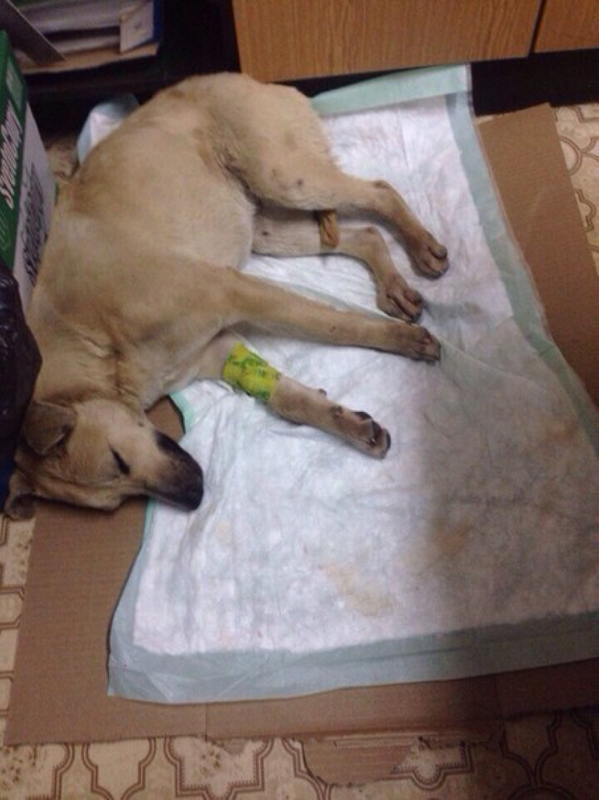 Ростовчане избили собаку и оставили животное умирать в луже