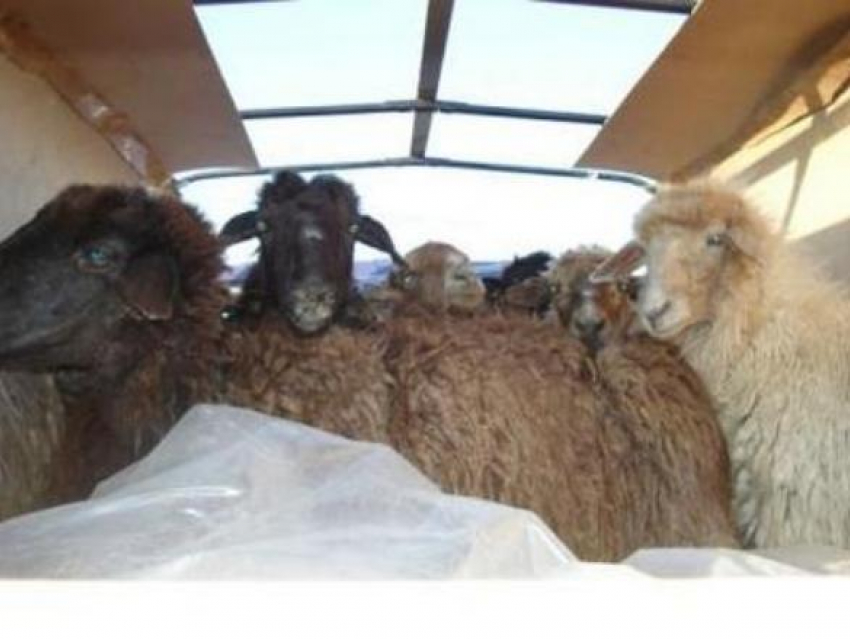 В Зимовниковском районе была задержана отара кудрявых овец-нелегалов