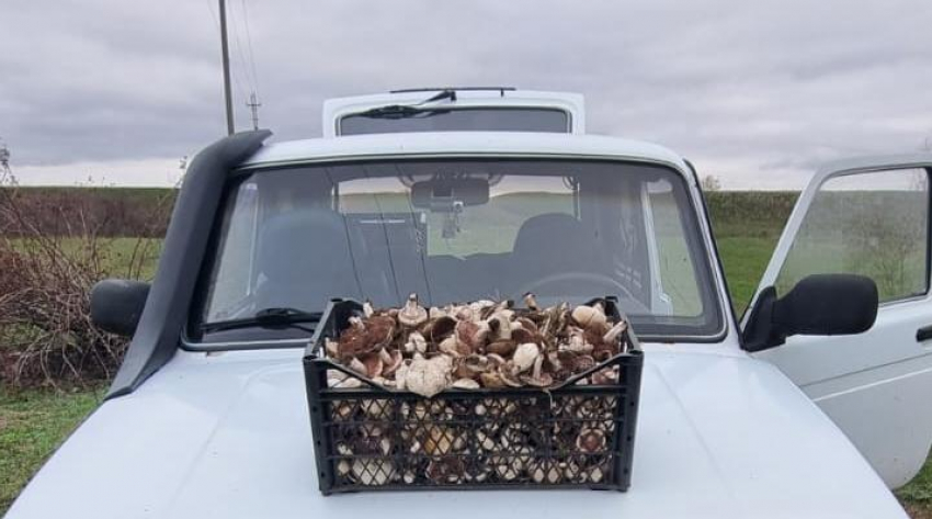 Грибник из Ростовской области похвастался удачной вылазкой за шампиньонами