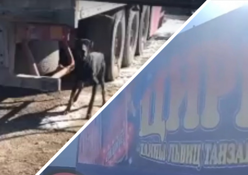 Полиция проверит информацию о жестком обращении с животными в бродячем цирке под Чалтырем